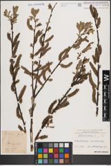 Foto von Salix cinerea L.